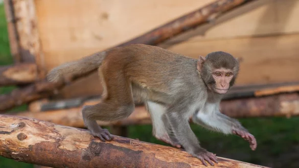 Mangelware Versuchsaffe - &copy; Foto: Karin Tilch/Deutsches Primatenzentrum GmbH/dpa