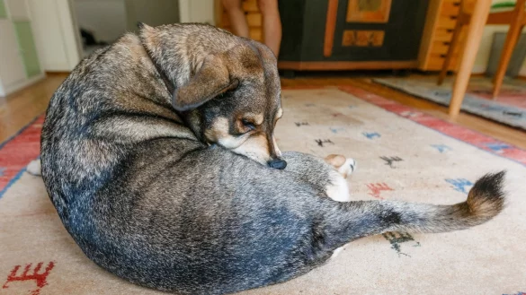 Hund - &copy; Foto: Markus Scholz