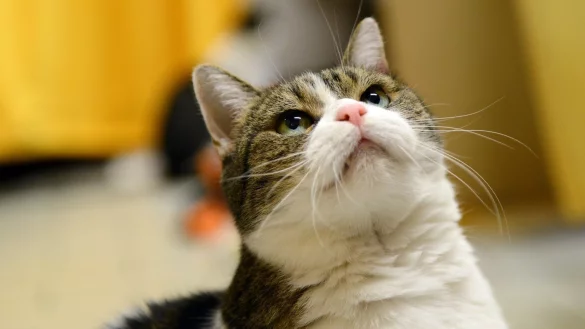 Katze - &copy; Foto: Caroline Seidel