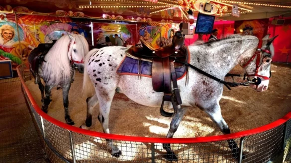 Das Ponykarussell steht in der Kritik. Tierschützer fordern auch in Bielefeld ein Verbot. - © Symbolbild: Andreas Frücht
