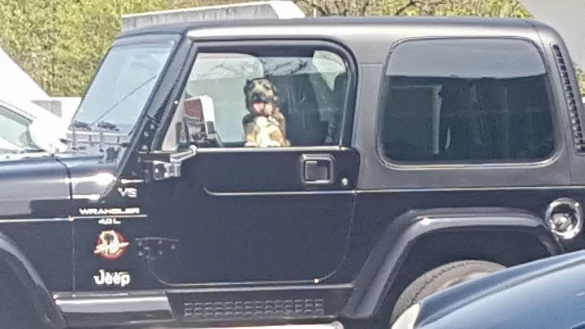 Aktueller Fall: Am Mittwoch entdeckte eine Bielefelderin diesen eingesperrten kleinen Hund auf dem obersten Deck eines Bielefelder Parkhauses. - &copy; Sabrina Yard