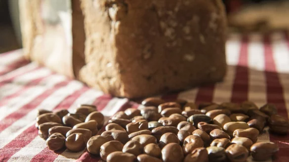 Rheinische Ackerbohne h&auml;lt Brot l&auml;nger frisch - &copy; Foto: Robert G&uuml;nther