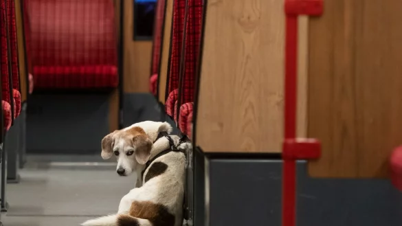 Hund in der U-Bahn - &copy; Foto: Bernd Thissen/dpa