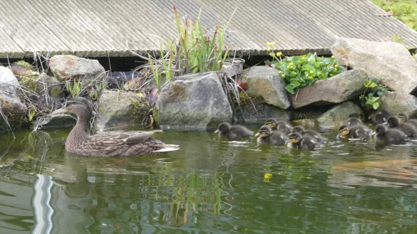 Auf nicht mehr nachzuvollziehenden Wegen hat sich eine Entenmutter mit elf K&uuml;ken in das schmucke Gartenidyll verirrt. - &copy; Burkhard Hoeltzenbein