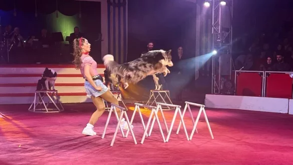 Virginia Lauenburger begeistert das Publikum mit ihren Hunden. - © Circus Barum