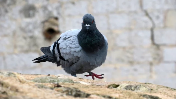 Unbeliebte Stadtauben - &copy; Foto: Andrea Warnecke