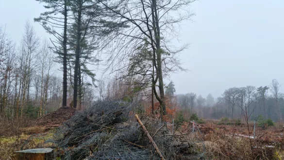 Ein gro&szlig;er Haufen Draht mitten im Wald, im Hintergrund ist eine eingez&auml;unte Schonung zu sehen. - &copy; Carolin Brokmann-F&ouml;rster