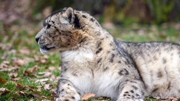 Schneeleopard - &copy; Foto: Klaus-Dietmar Gabbert/dpa-Zentralbild/ZB