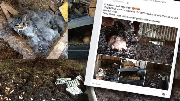 Diese Aufnahmen stammen aus dem Sozialen Netzwerk Facebook und sollen die von der Pächterin vorgefundenen Zustände in Wörderfeld zeigen. - © Grafik: Maren Brettmeier (Quelle: facebook)