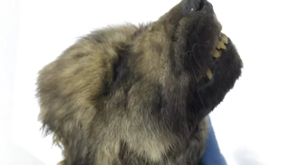 Uralt-Welpe - &copy; Foto: Sergej Fjodorow/dpa