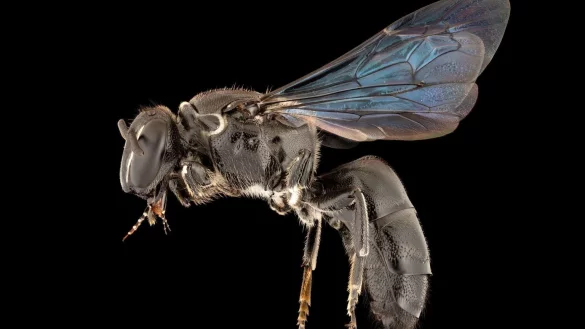 Seit 100 Jahren verschollene Bienenart in Australien entdeckt - &copy; Foto: James Dorey Photography/Flinders University/dpa