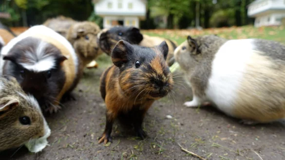 Meerschweinchen sitzen in einem Garten - &copy; Foto: Andrea Warnecke