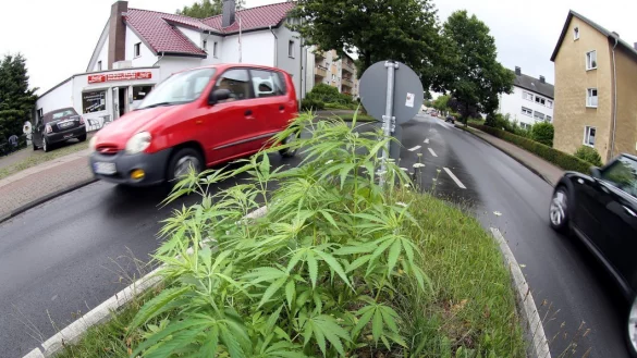 W&auml;chst unscheinbar auf einer Verkehrsinsel: Die Cannabispflanzen am 
Horstheider Weg entdeckte ein Gast in einer nahegelegenen Imbissstube 
(hinten links). Zahlreiche Autofahrer fahren jedoch daran vorbei, ohne 
den Hanf zu erkennen. - &copy; Wolfgang Rudolf