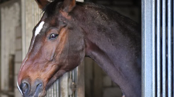 Pferde entwurmen - &copy; Foto: Henning Kaiser