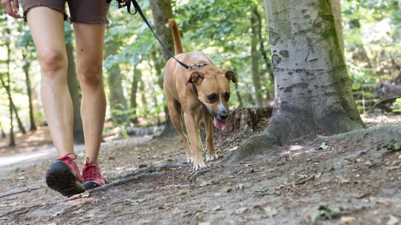 Mensch mit Hund im Wald - &copy; Foto: Robert G&uuml;nther/dpa-tmn