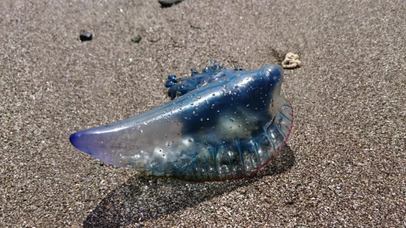 Portugiesische Galeere - &copy; Foto: Sabrina Hentschel