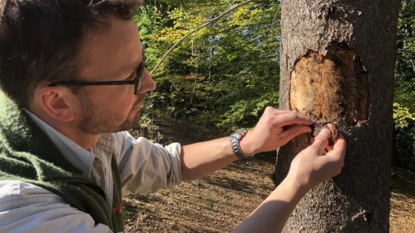 F&ouml;rster Alexander von Leffern bricht im Stadtwald die Rinde von einer vom Borkenk&auml;fer befallenen Fichte. Solche geschw&auml;chten B&auml;ume sind besonders anf&auml;llig f&uuml;r Flammen. - &copy; Sven Kienscherf