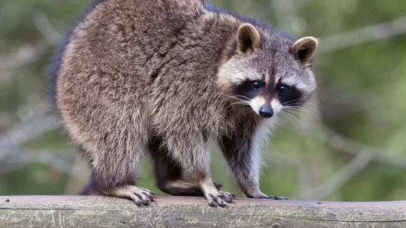 ARCHIV - Ein Waschb&Atilde;&curren;r klettert &Atilde;&frac14;ber einen Baum im Zoo im brandenburgischen Eberswalde (Barnim), aufgenommen am 09.04.2010. Die rund 12.000 Brandenburger J&Atilde;&curren;ger haben in der zur&Atilde;&frac14;ckliegenden Jagdsaison 2012/2013 knapp 20.300 Waschb&Atilde;&curren;ren erlegt. - &copy; DPA