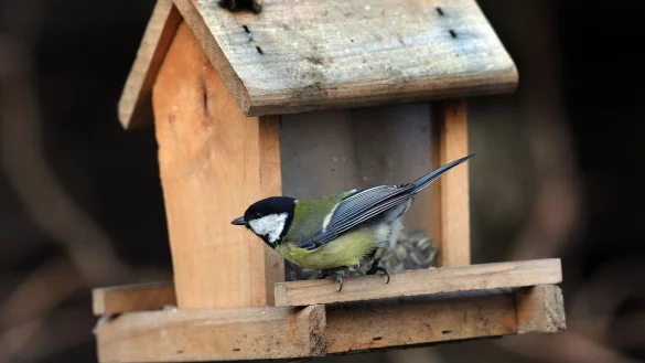 Futterh&auml;uschen - &copy; Foto: Holger Hollemann