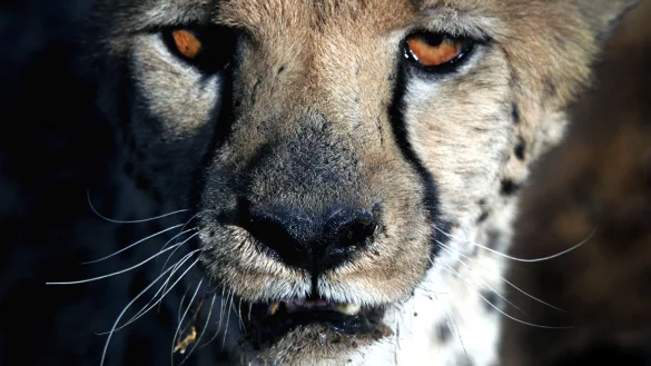 - &copy; Roland Marske