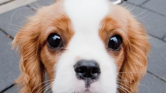 Hundeblick - &copy; Foto: Julian Stratenschulte/dpa