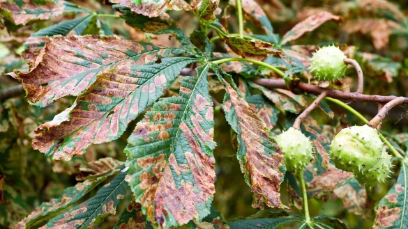 Sch&auml;den an Kastanie - &copy; Foto: Patrick Pleul