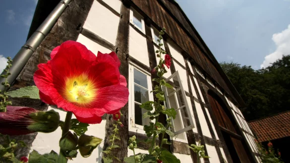 Um die Besonderheiten beim Fachwerkbau geht es in einer Führung durch das LWL-Freilichtmuseum Detmold am eintrittsfreien Freitag. - © LWL/Jähne