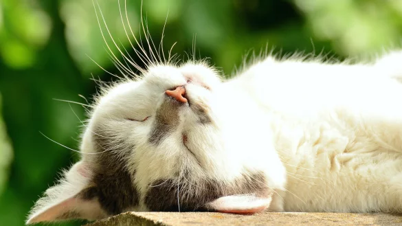 - &copy; Symbolbild: Pixabay