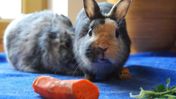 Kein Trockenfutter f&uuml;r Kaninchen - &copy; Foto: dpa