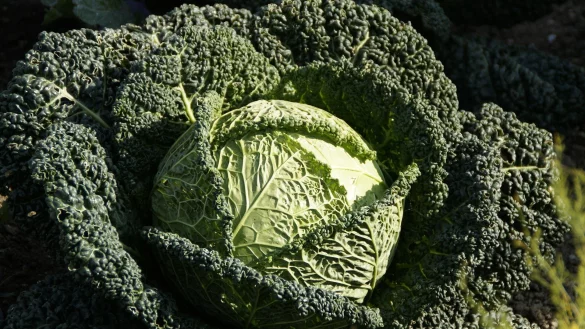 Grünkohl kann man super zu einer Suppe verarbeiten. - © Symbolbild: Pixabay