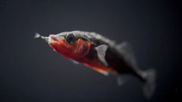 Stichling - &copy; Foto: Felix K&auml;stle