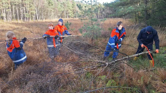 Um den speziellen Moorlebensraum zu erhalten, ist es notwendig, aufkommende junge Birken und Kiefern innerhalb des Moores zur&uuml;ckzuschneiden. - &copy; Biologische Station