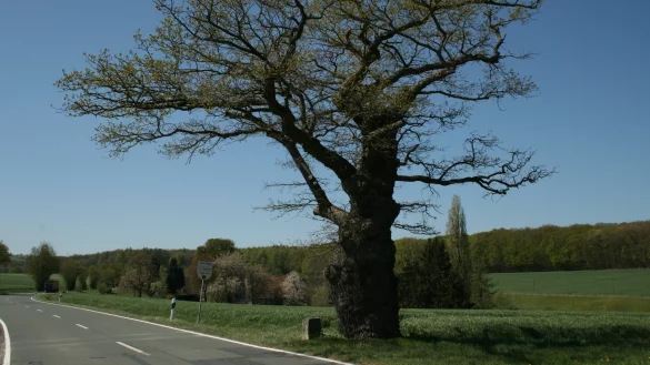 Wahrzeichen an der lippischen Grenze: die knorrige Grenzeiche in Dudenhausen. Sie ist mit unter zehn Metern H&ouml;he bei rund 500 Jahren Alter ein eher klein gebliebener Baum-Veteran. - &copy; Sylvia Frevert
