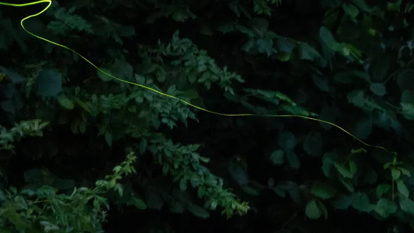 Ein Gl&uuml;hw&uuml;rmchen zieht mithilfe einer Langzeitaufnahme eine Leuchtspur durchs Bild. Besonders im Juni und Juli fliegen die Leuchtk&auml;fer. Doch die Tiere werden auch in Baden-W&uuml;rttemberg immer seltener.&nbsp; - &copy; Silas Stein/dpa