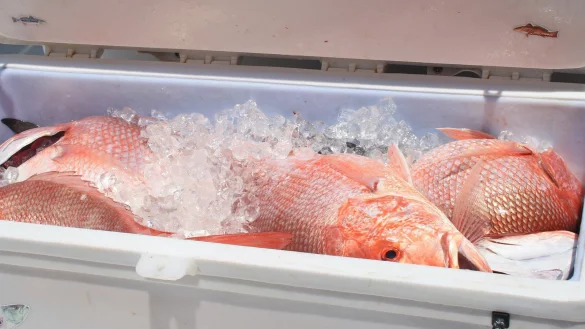 Der Fisch soll mit Algengift belastet sein. - © Symbolbild: Pixabay