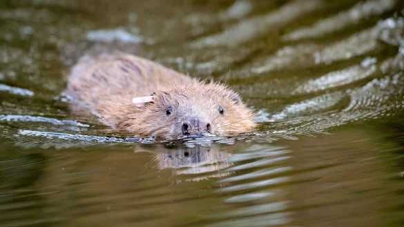 Biber - &copy; Foto: Ben Birchall/PA Wire/dpa