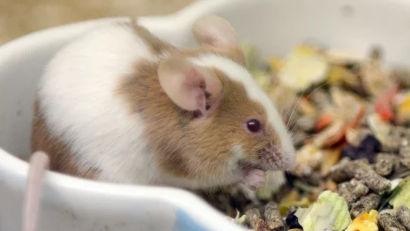 Farbmaus - &copy; Foto: Caroline Seidel