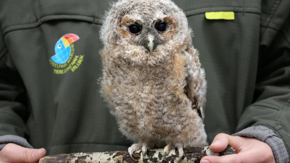 "&Auml;stlinge" kommen gut alleine zurecht - &copy; Foto: Bernd W&uuml;stneck