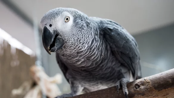 Tanzende V&ouml;gel beobachten - &copy; Foto: Alexander Heinl