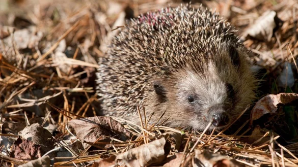 Igel im Laub - &copy; Foto: Klaus-Dietmar Gabbert
