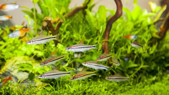 Nachbarn im Aquarium - &copy; Foto: Ulli Gerlach/FLH