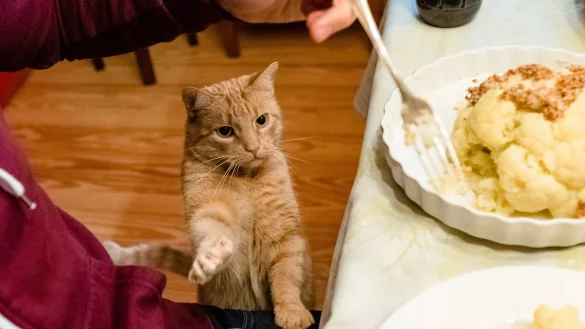 Katze vom Esstisch fernhalten - &copy; Foto: Markus Scholz/dpa-tmn