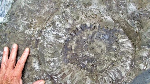 Gut 190 Millionen Jahre alt: Diesen Ammoniten hat ein Detmolder bei Stra&szlig;enbauarbeiten entdeckt. - &copy; LWL/Schl&ouml;sser