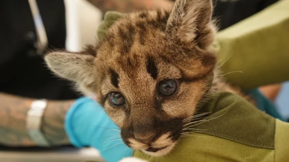 Gerettete Bergl&ouml;wen-Babys - &copy; Foto: Oakland Zoo/dpa