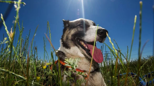 Die Schäferhund-Huskie-Mischlings-Dame Queen sitzt in einem Feld und genießt das schöne Wetter. Hunde hecheln, um sich abzukühlen. - © picture alliance
