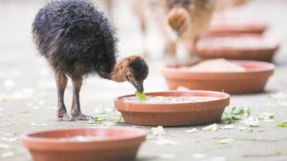 Strau&szlig;en-K&uuml;ken fressen am 27.06.2017 in einem nicht-&ouml;ffentlichen Gehege des Allwetterzoos in M&uuml;nster (Nordrhein-Westfalen). - &copy; dpa