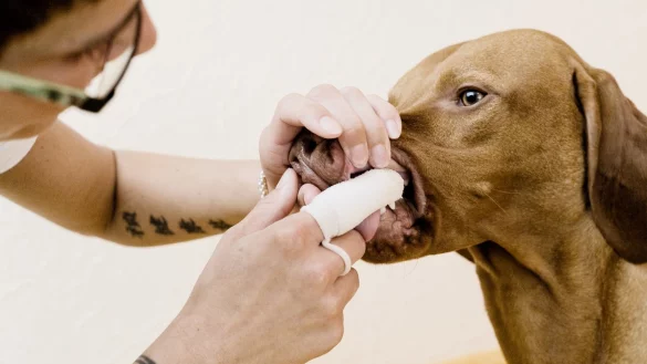 F&uuml;r gesunde Bei&szlig;erchen: Z&auml;hneputzen bei Hunden - &copy; Foto: Monique W&uuml;stenhagen