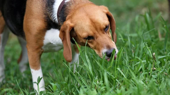 Hund beim Grasfressen - &copy; Foto: Jan Woitas