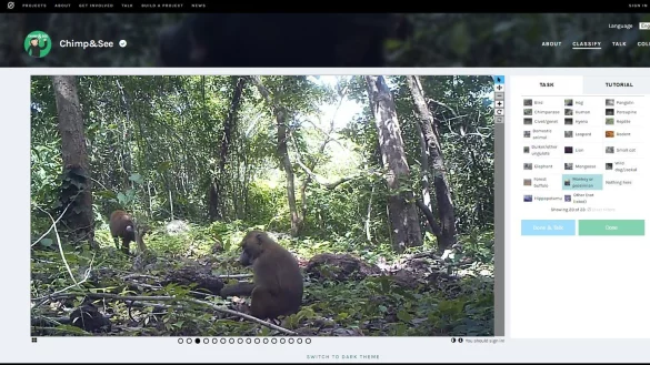 Tierforschern helfen - &copy; Foto: chimpandsee.org/dpa-tmn