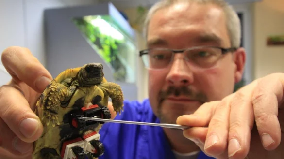 Tierarzt Dr. Carsten Plischke schaut sich die rollende Gehhilfe von Schildkr&ouml;te "Blade" an. Der Veterin&auml;rmediziner klebte Legosteine seines Sohnes unter den Panzer des Tiers. - &copy; TOBIAS SCHREINER